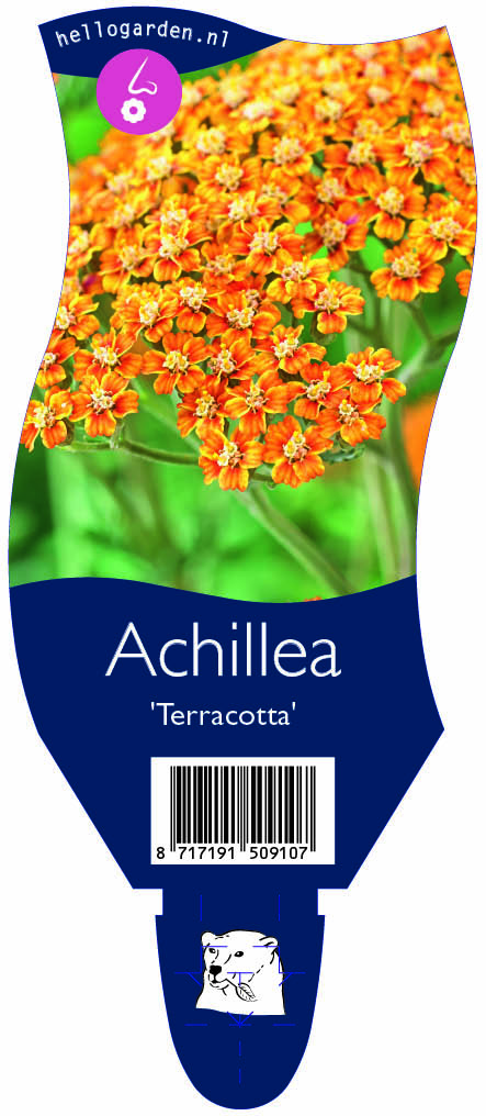 Achillea 'Terracotta' ; P11