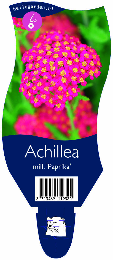Achillea mill. 'Paprika' ; P11
