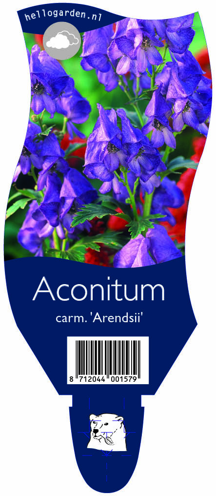 Aconitum carm. 'Arendsii' ; P11