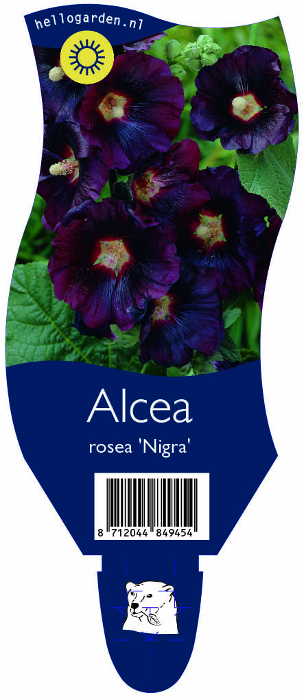 Alcea rosea 'Nigra' ; P11