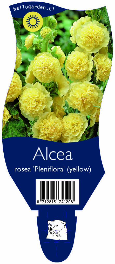 Alcea rosea 'Pleniflora' (yellow) ; P11