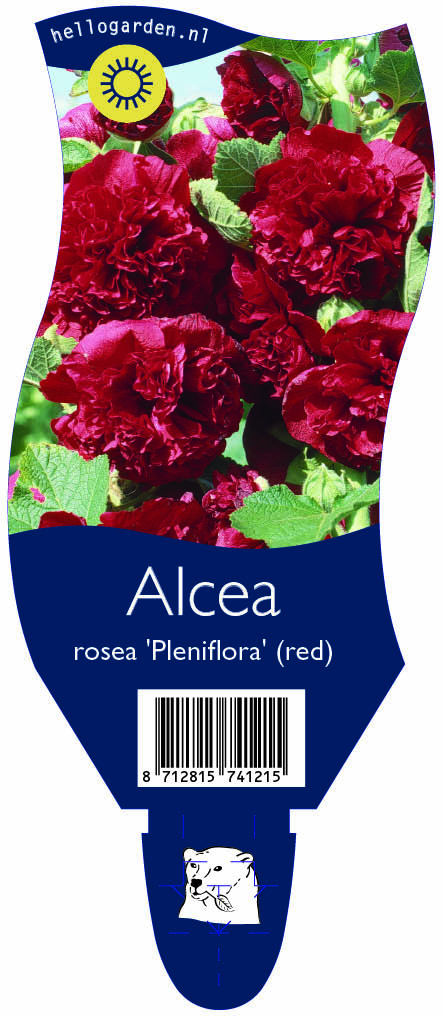 Alcea rosea 'Pleniflora' (red) ; P11
