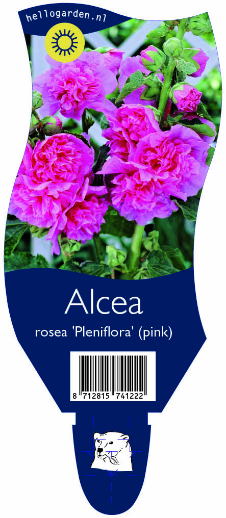 Alcea rosea 'Pleniflora' (pink) ; P11