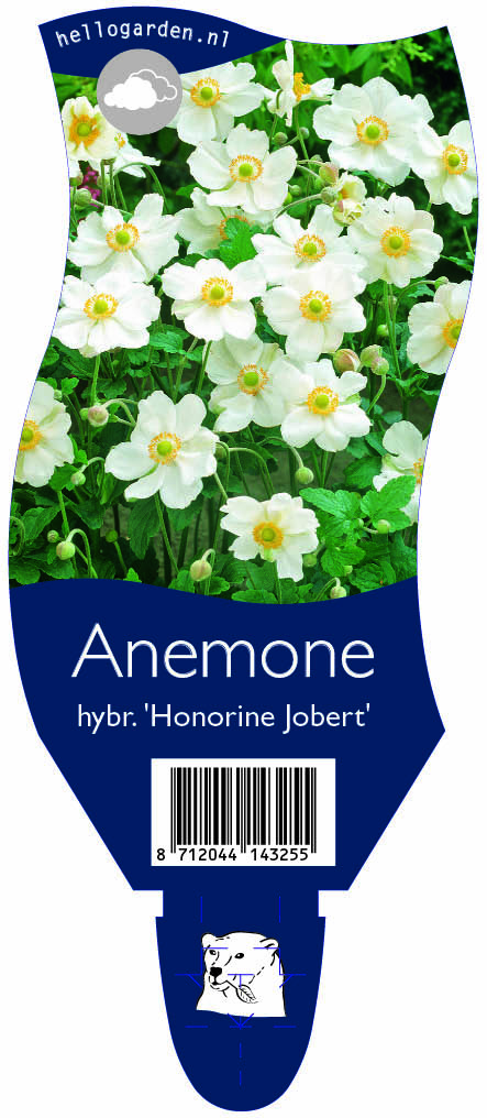 Anemone hybr. 'Honorine Jobert' ; P11