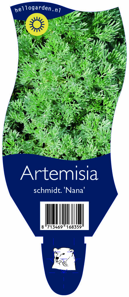 Artemisia schmidt. 'Nana' ; P11