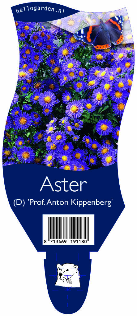 Aster (D) 'Prof. Anton Kippenberg' ; P11