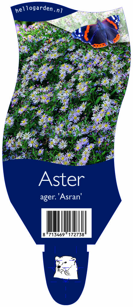 Aster ager. 'Asran' ; P11
