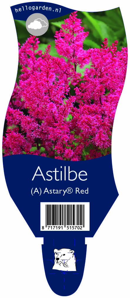 Astilbe (A) Astary® Red ; P11
