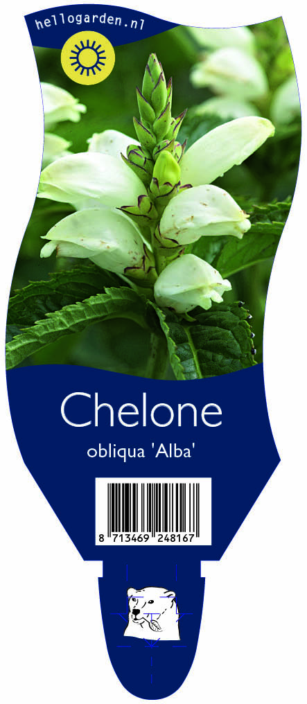 Chelone obliqua 'Alba' ; P11