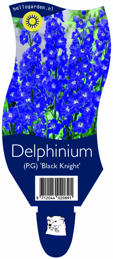 Delphinium (P.G) 'Black Knight' ; P11