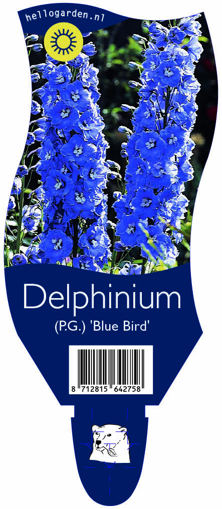 Delphinium (P.G.) 'Blue Bird' ; P11