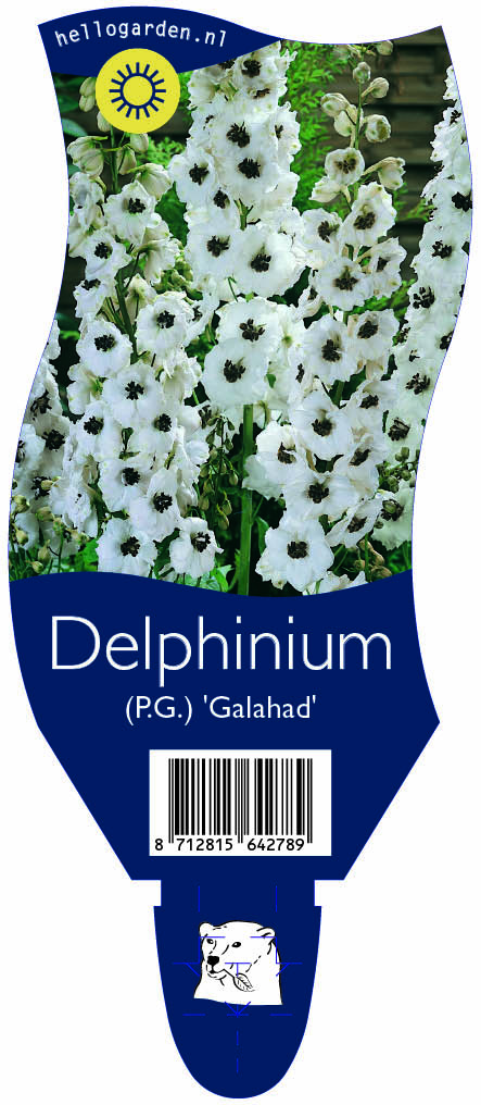 Delphinium (P.G.) 'Galahad' ; P11