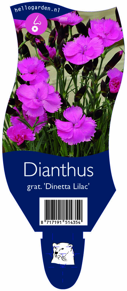 Dianthus grat. 'Dinetta Lilac' ; P11
