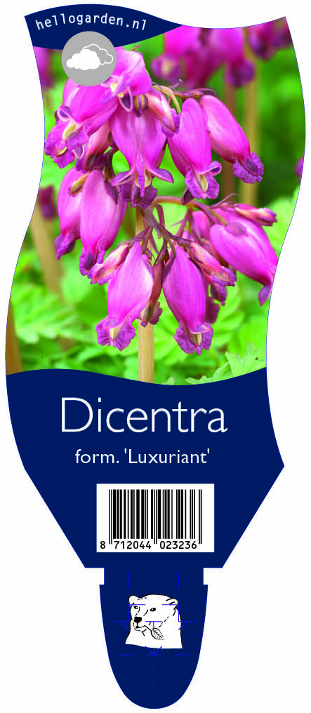 Dicentra form. 'Luxuriant' ; P11