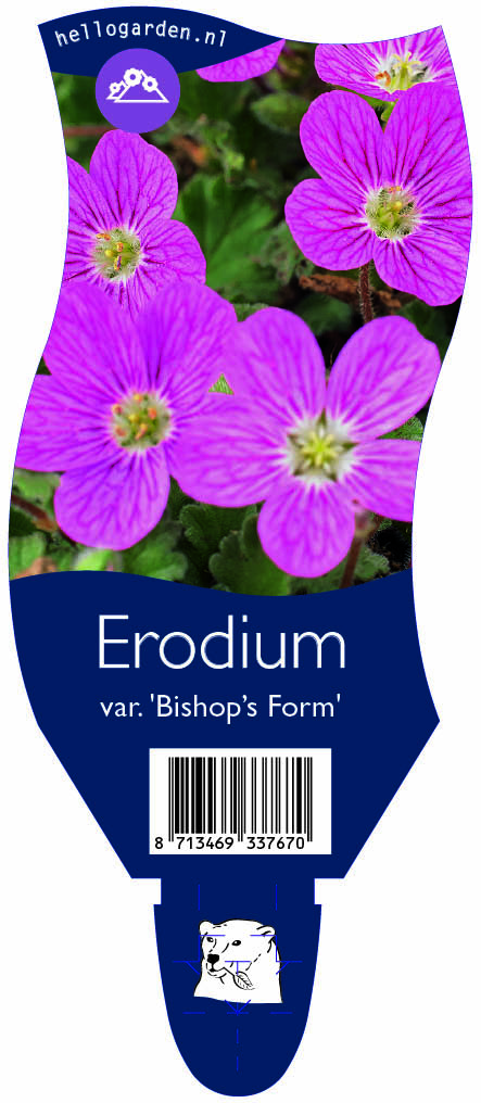Erodium var. 'Bishop’s Form' ; P11