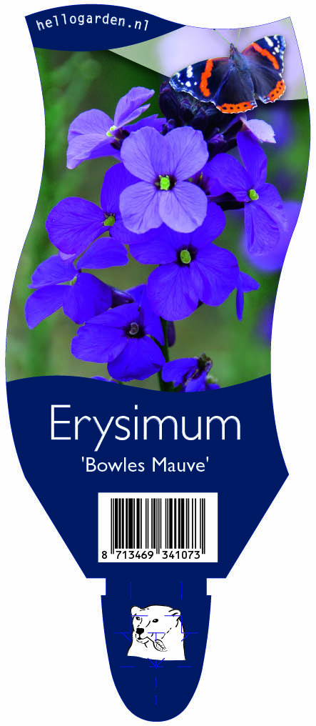 Erysimum 'Bowles Mauve' ; P11