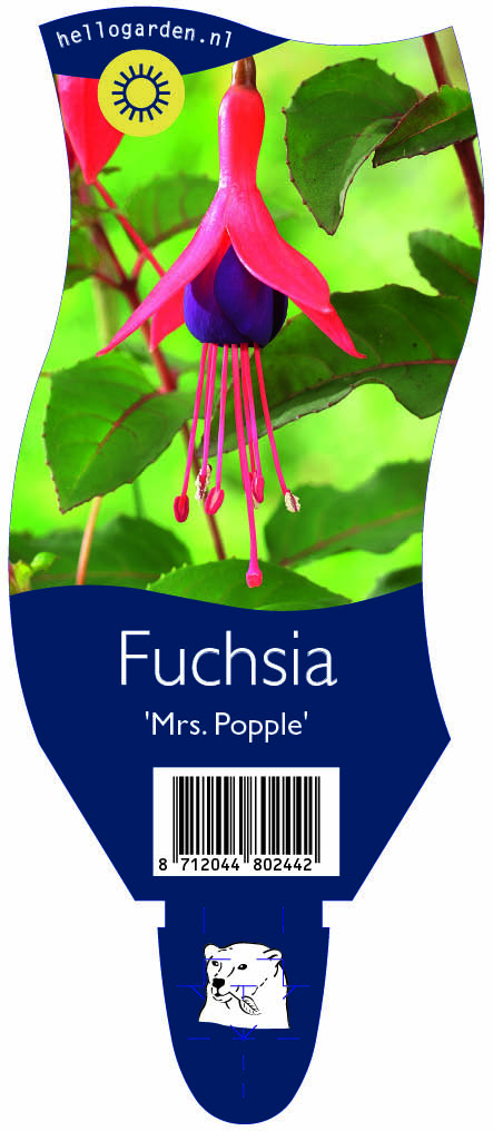 Fuchsia 'Mrs. Popple' ; P11