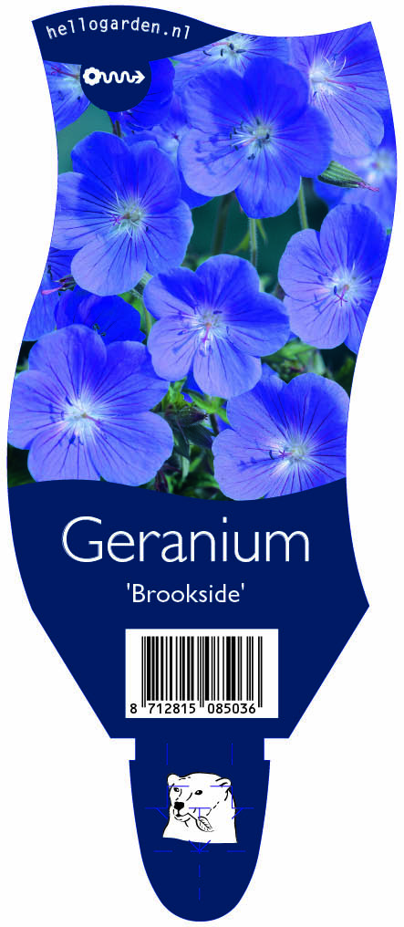 Geranium 'Brookside' ; P11