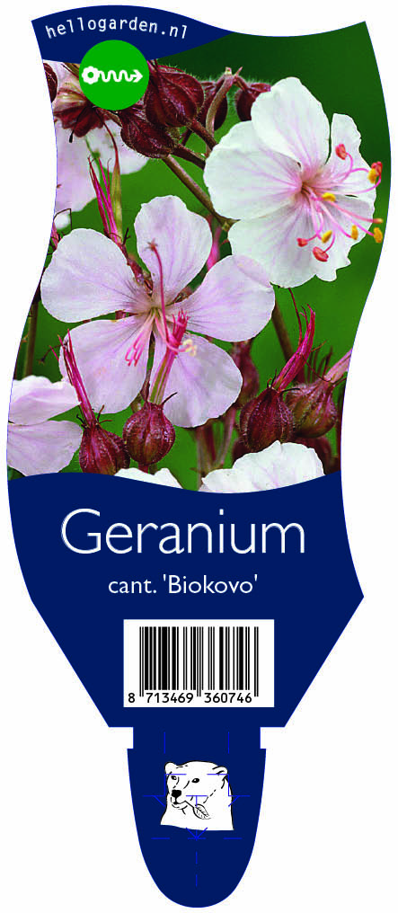 Geranium cant. 'Biokovo' ; P11