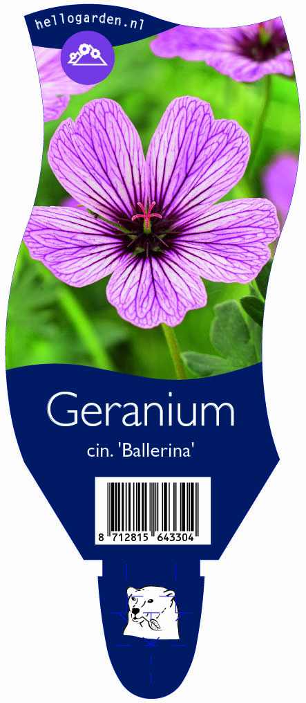 Geranium cin. 'Ballerina' ; P11