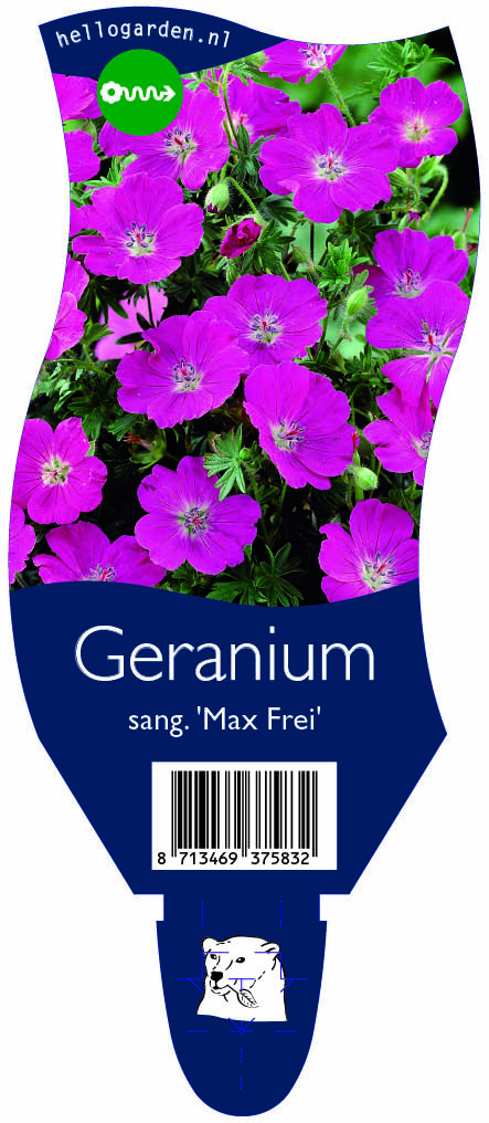 Geranium sang. 'Max Frei' ; P11