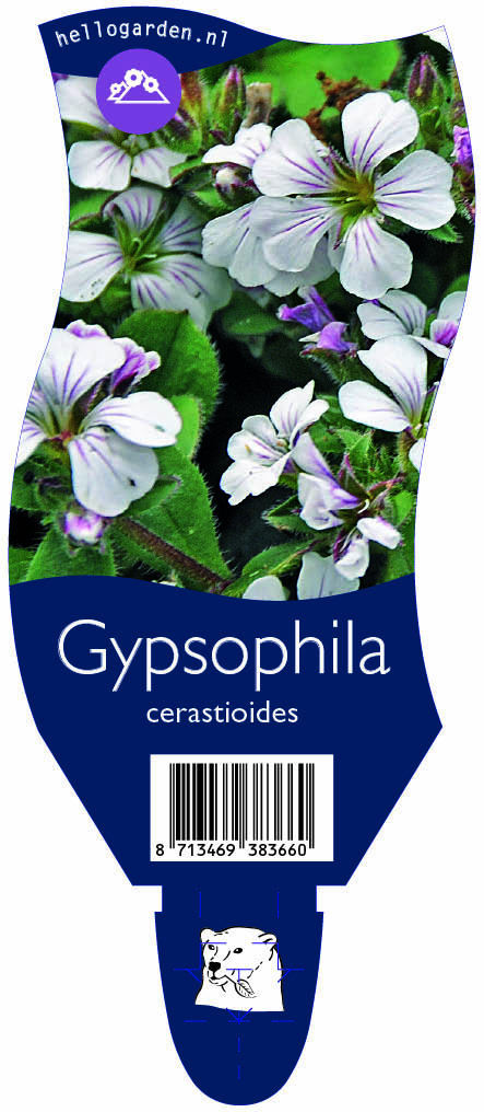 Gypsophila cerastioides ; P11