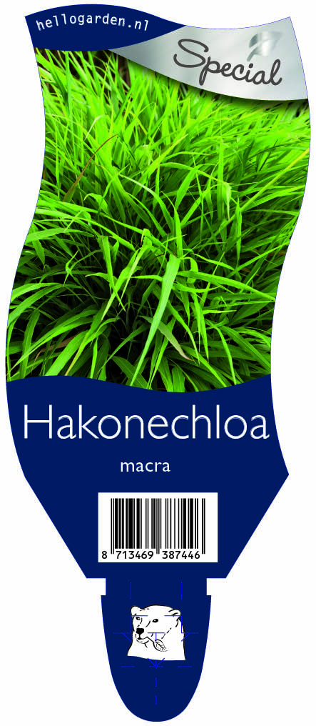 Hakonechloa macra ; P11