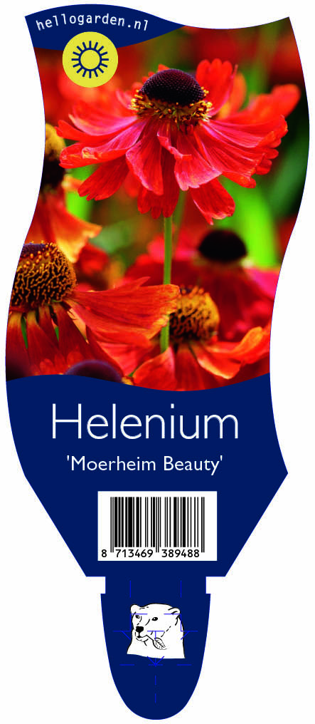 Helenium 'Moerheim Beauty' ; P11
