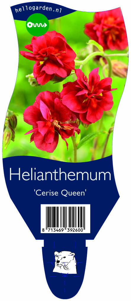 Helianthemum 'Cerise Queen' ; P11