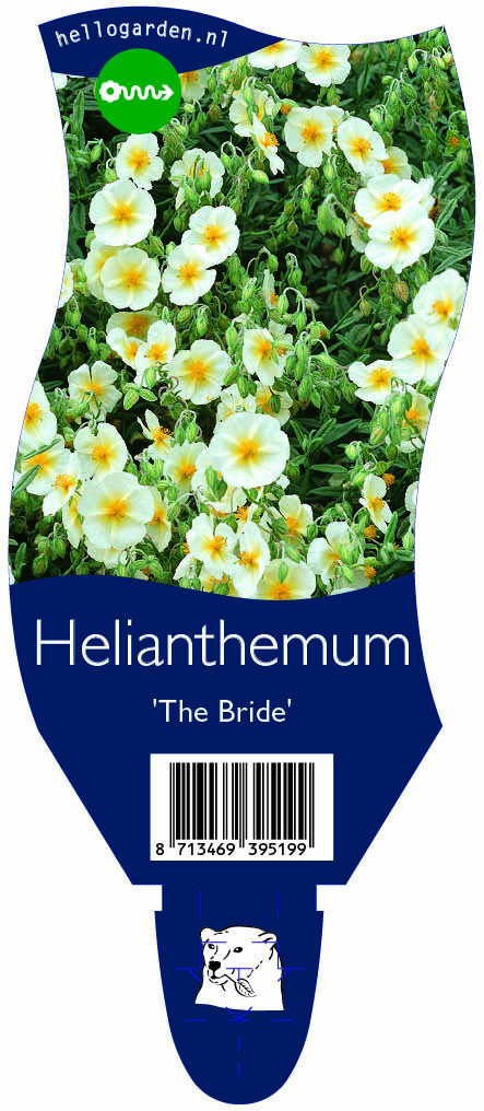 Helianthemum 'The Bride' ; P11