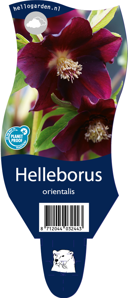 Helleborus orientalis ; P11