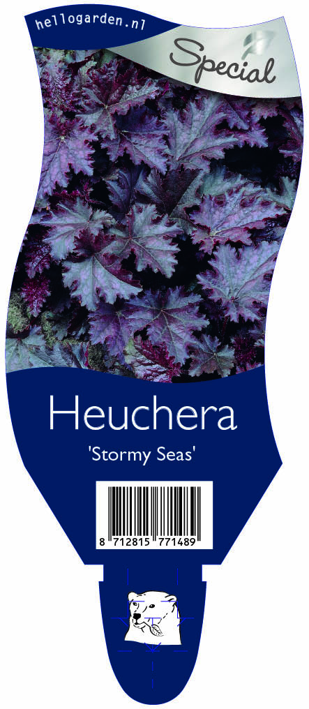 Heuchera 'Stormy Seas' ; P11