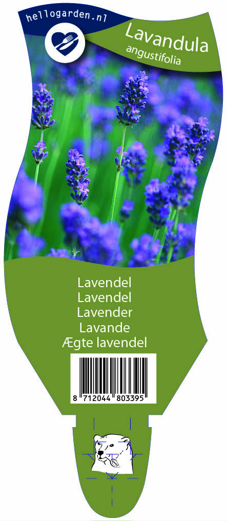 Lavandula angustifolia ; P11