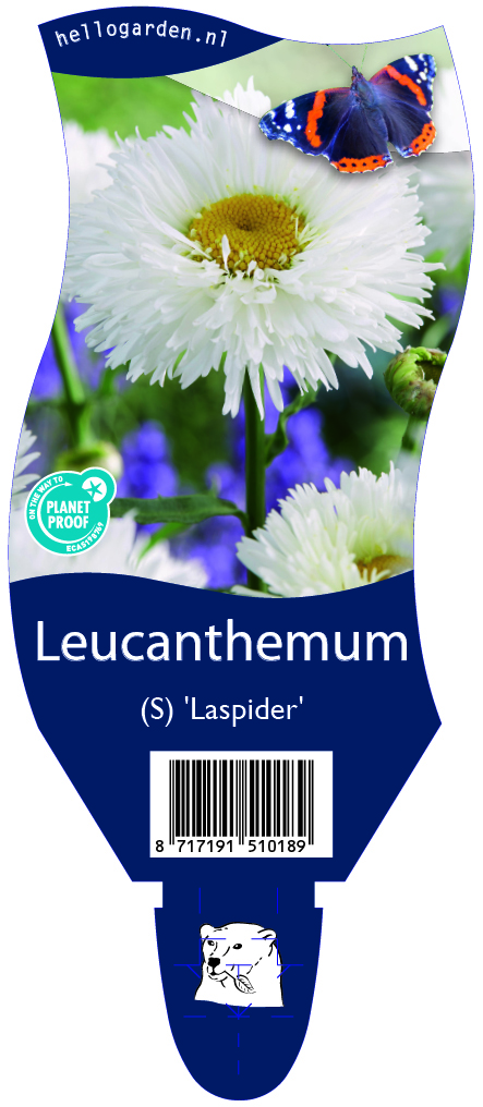 Leucanthemum (S) 'Laspider' ; P11