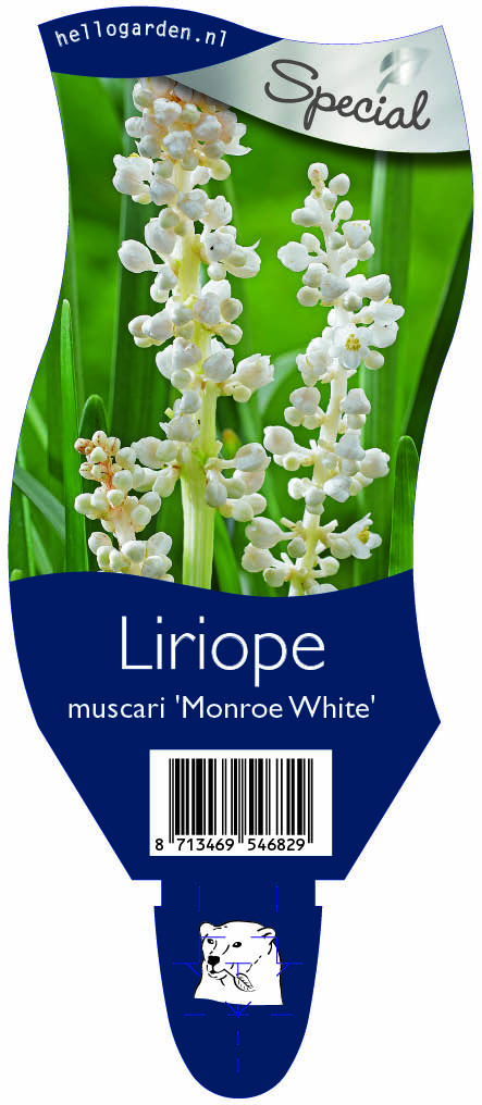 Liriope muscari 'Monroe White' ; P11