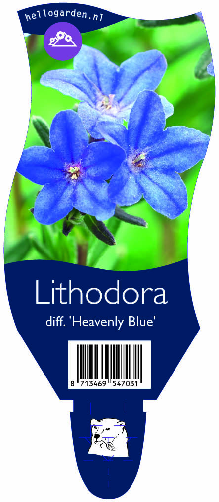 Lithodora diff. 'Heavenly Blue' ; P11