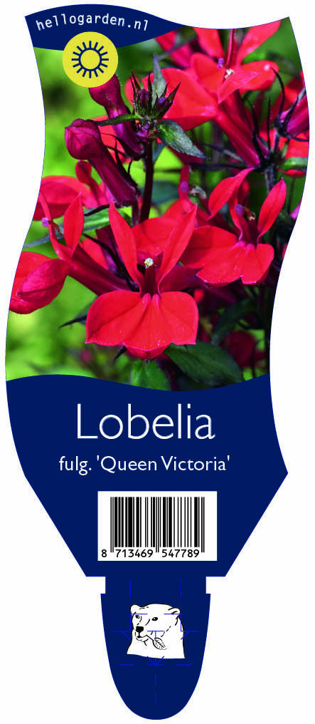 Lobelia fulg. 'Queen Victoria' ; P11