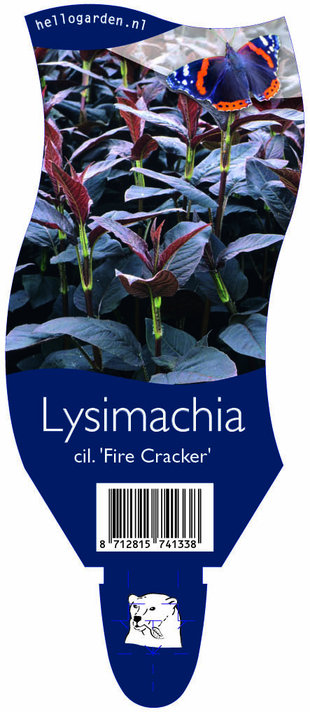 Lysimachia cil. 'Fire Cracker' ; P11