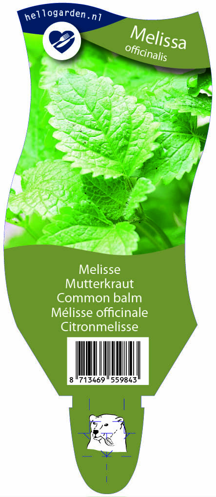 Melissa officinalis ; P11