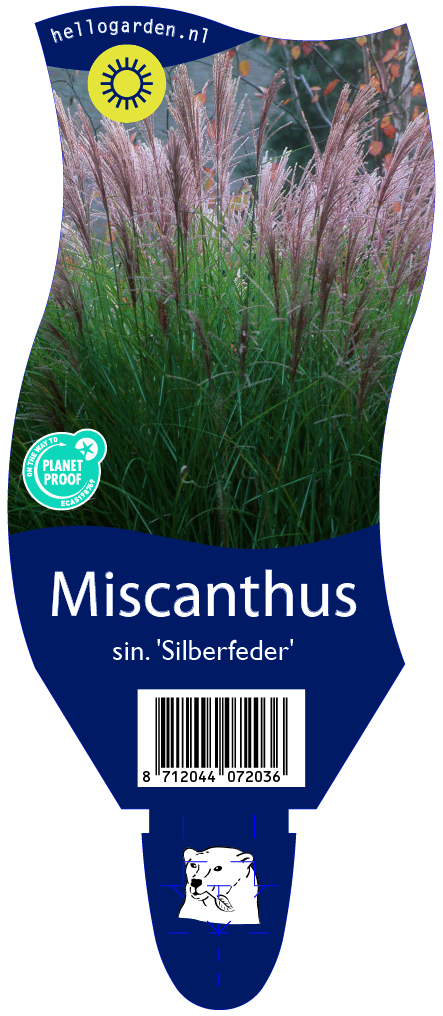 Miscanthus sin. 'Silberfeder' ; P11
