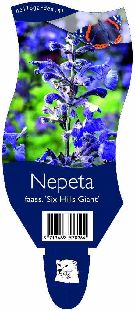 Nepeta faass. 'Six Hills Giant' ; P11