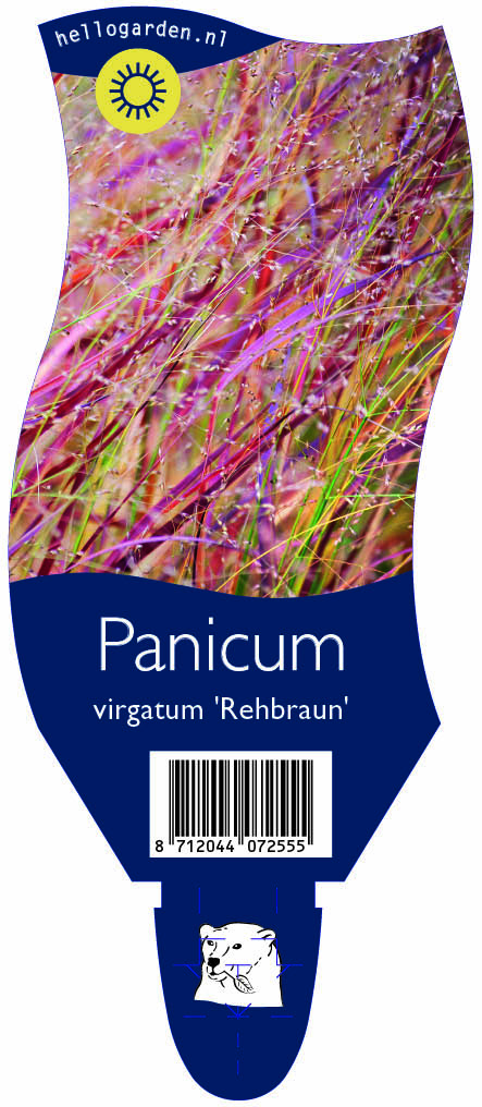 Panicum virgatum 'Rehbraun' ; P11