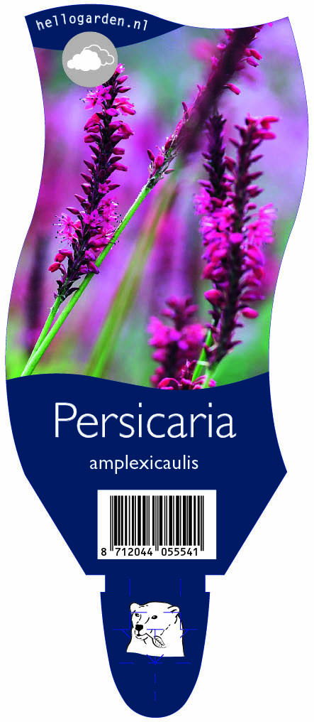 Persicaria amplexicaulis ; P11
