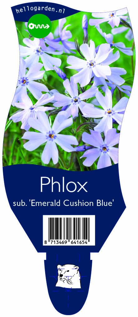Phlox sub. 'Emerald Cushion Blue' ; P11