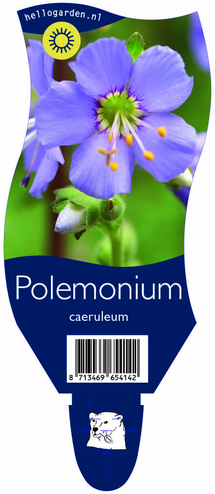Polemonium caeruleum ; P11