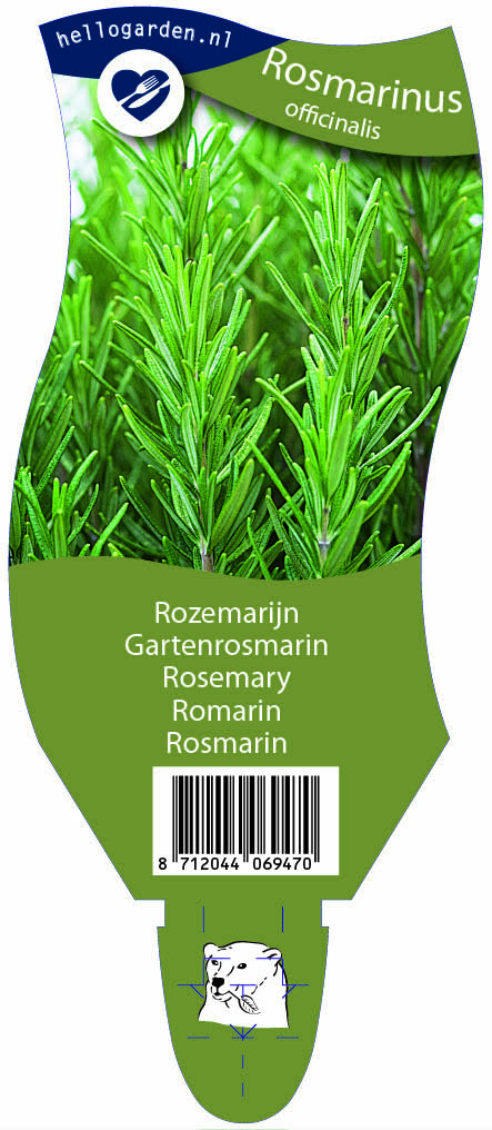 Rosmarinus officinalis ; P11