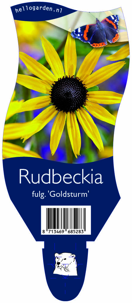 Rudbeckia fulg. 'Goldsturm' ; P11
