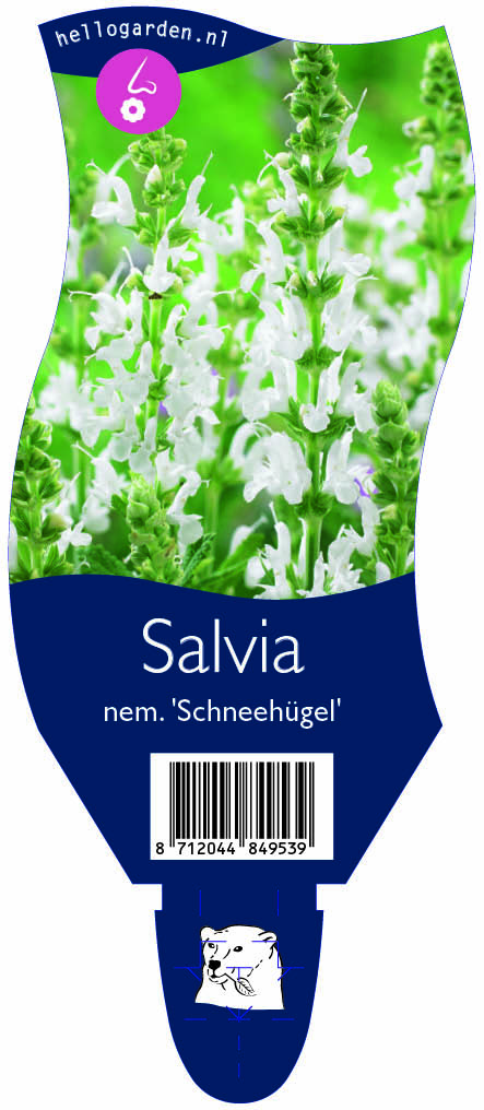 Salvia nem. 'Schneehügel' ; P11