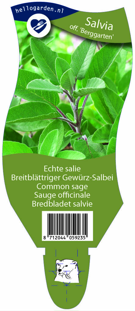 Salvia off. 'Berggarten' ; P11