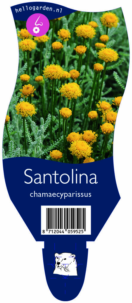 Santolina chamaecyparissus ; P11